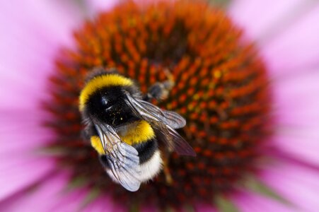 Collect pollen collect nectar summer