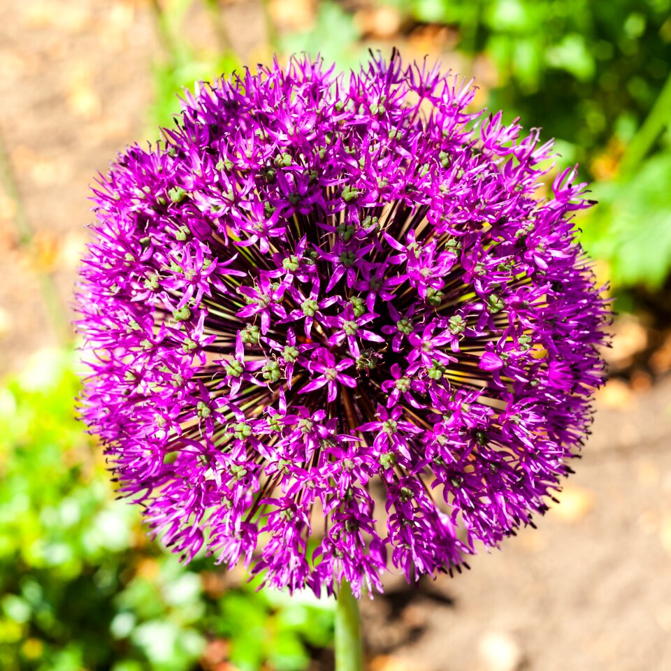Nature flower purple photo