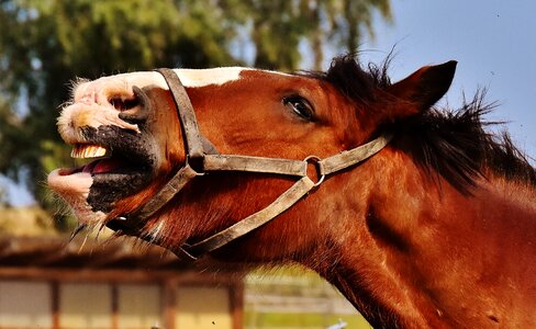 Yawn big horse ride