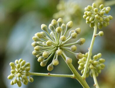 Flower ivy plant architecture flower