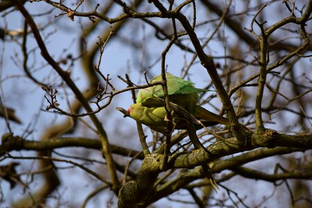Parrots richmond park london