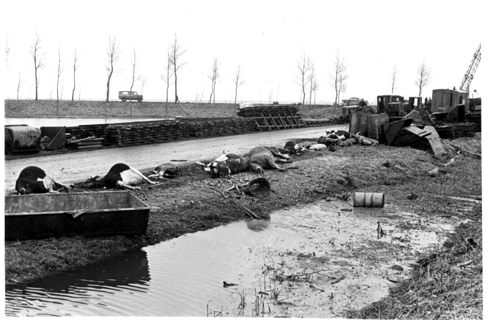HUA-156847-Afbeelding van verdronken vee na de watersnoodramp