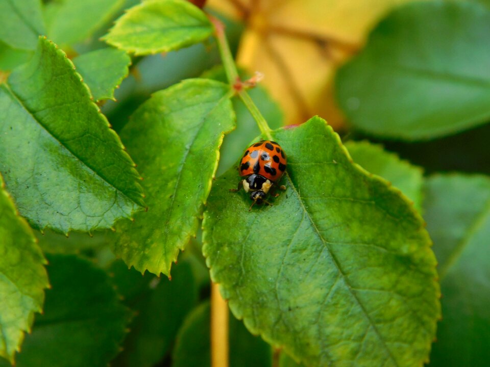 Lucky charm crawl insect