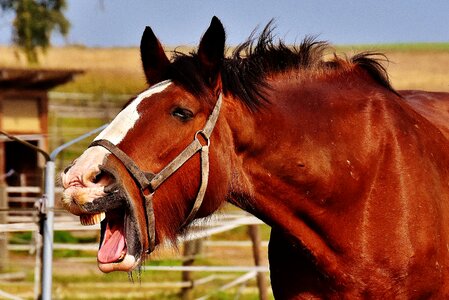 Yawn big horse ride photo