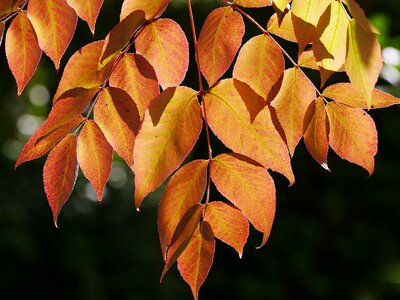 Autumn colours leaves yellow sheet photo