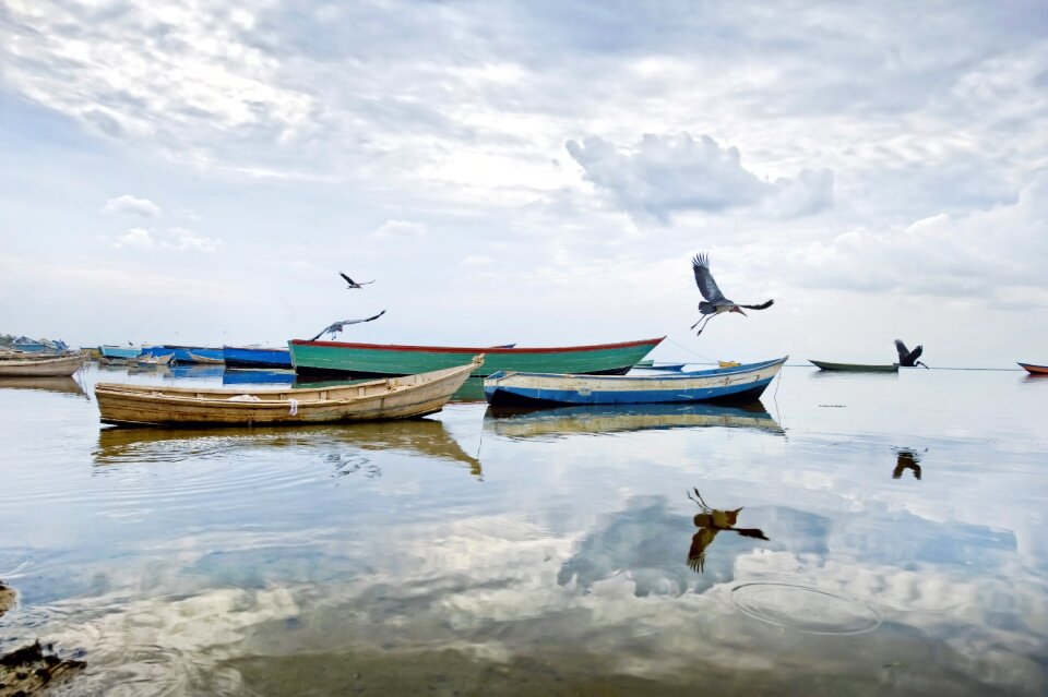 Marabou stork boats lake