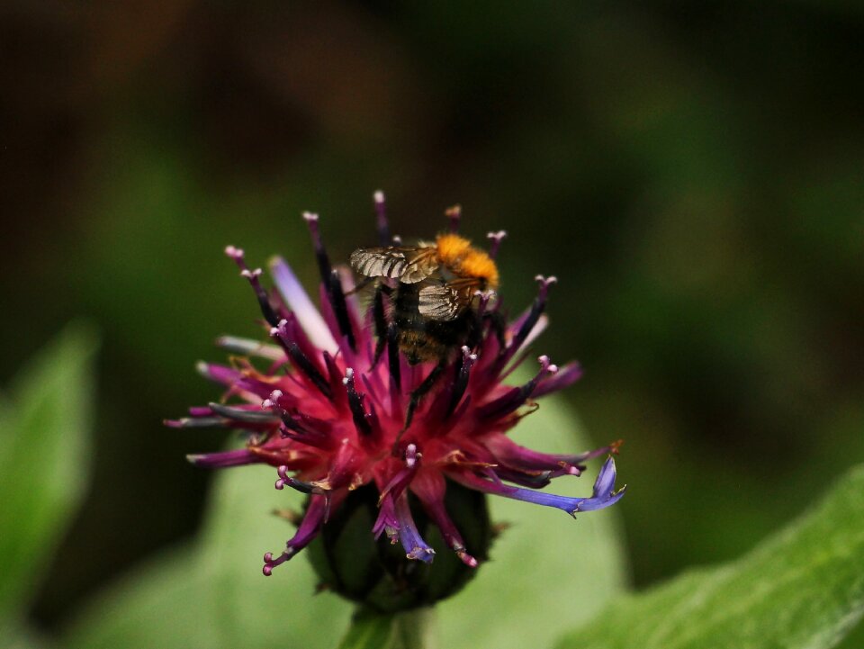 Flower pollination pollen