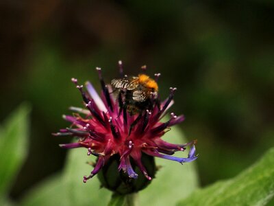 Flower pollination pollen photo