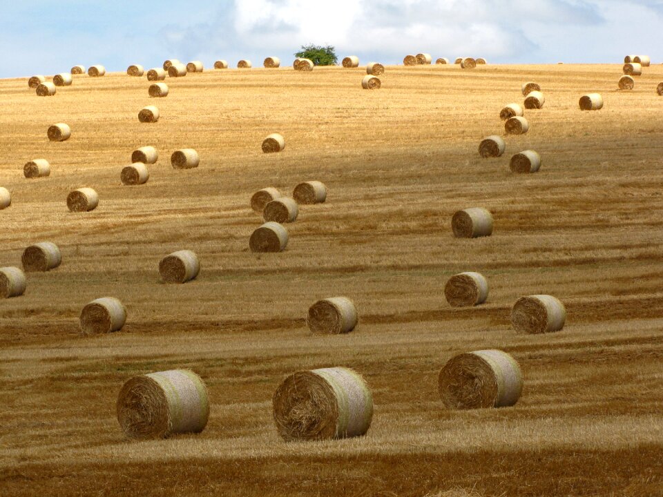 Agriculture harvest landscape