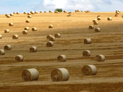 Agriculture harvest landscape