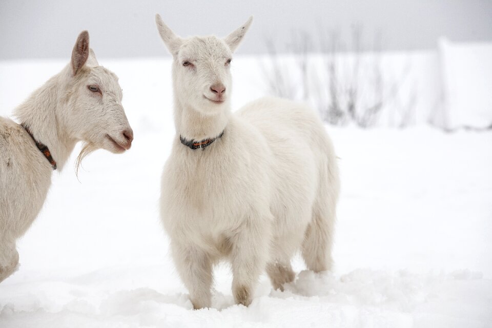 Goats snow dog collar