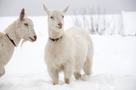 Goats snow dog collar photo