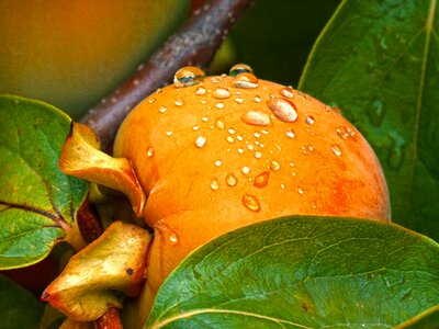 Autumn persimon drops