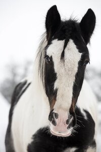 Grasshopper stallion irish cob