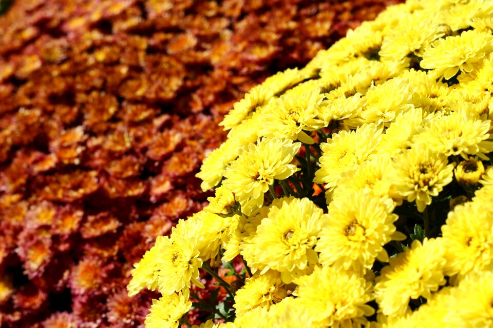 Yellow red bush garden
