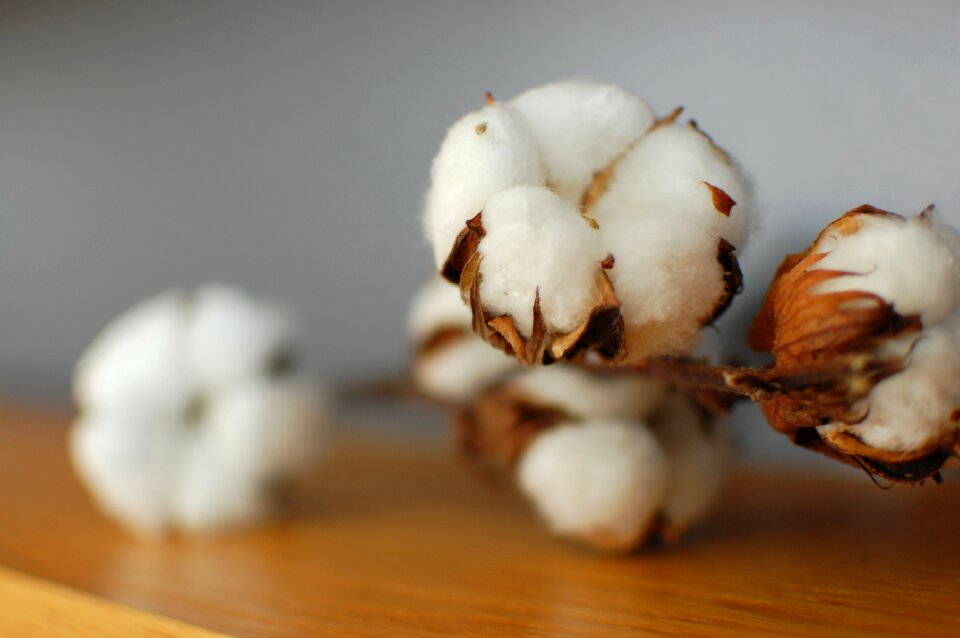 Cotton close up blur