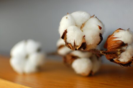 Cotton close up blur