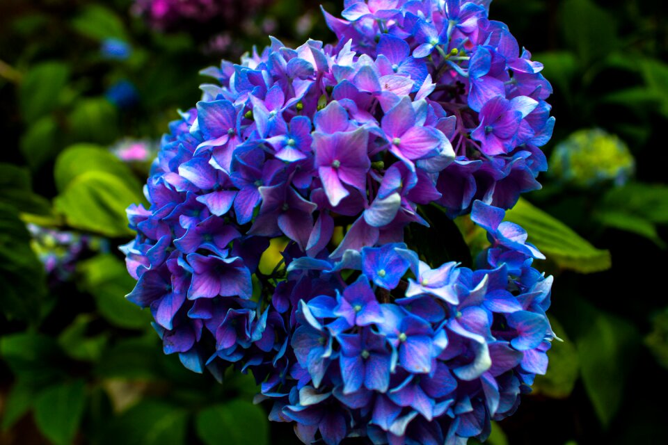 Bloom colorful background image