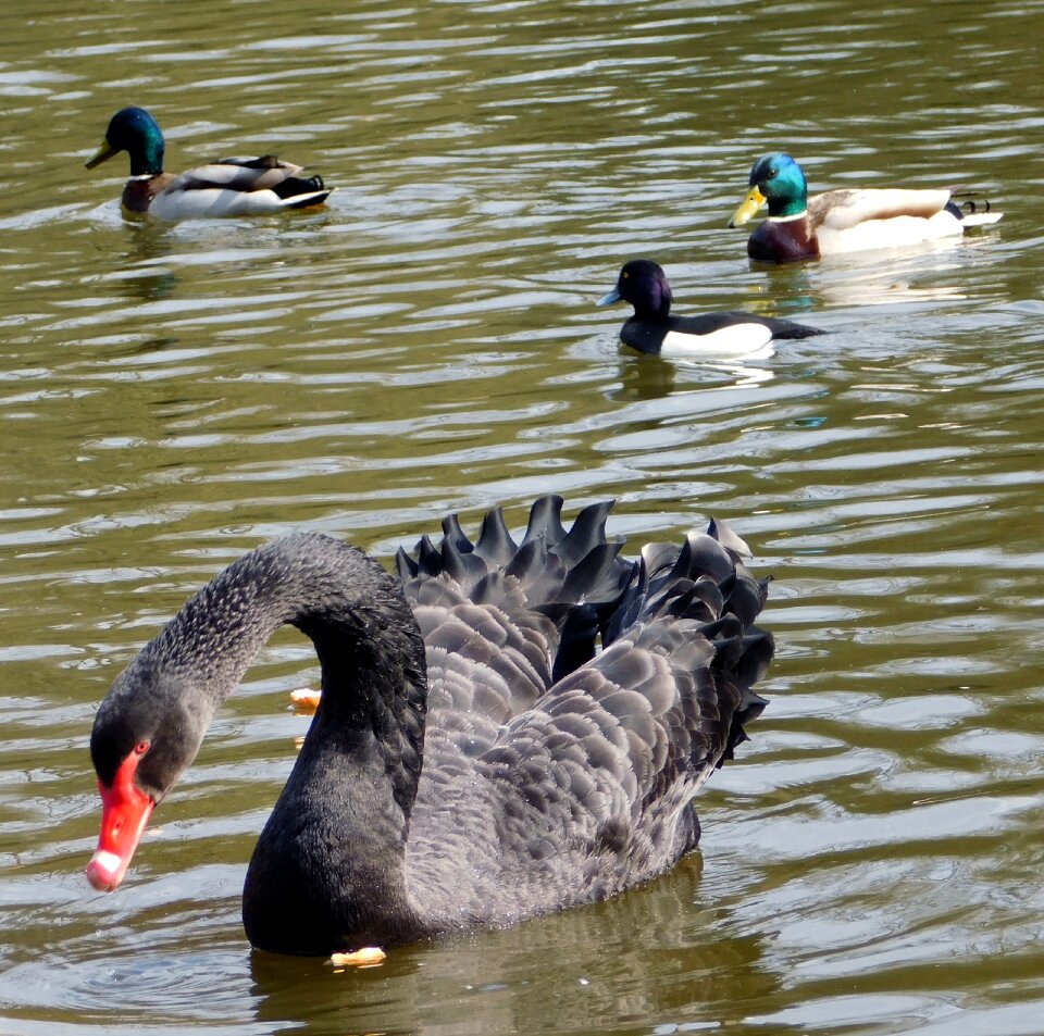 Waterfowl schwimmvogel lake