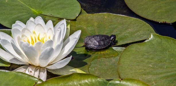 Lily pad turtle pond photo