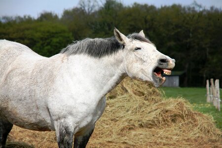Domestic animal hay white horse photo