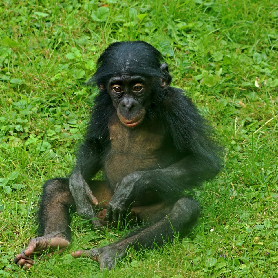 Animal zoo monkey baby