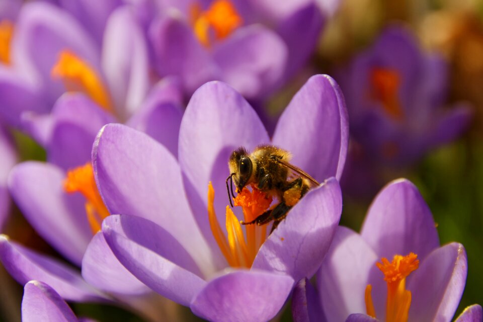 Bloom spring spring flower