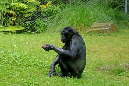 Primates animal zoo photo