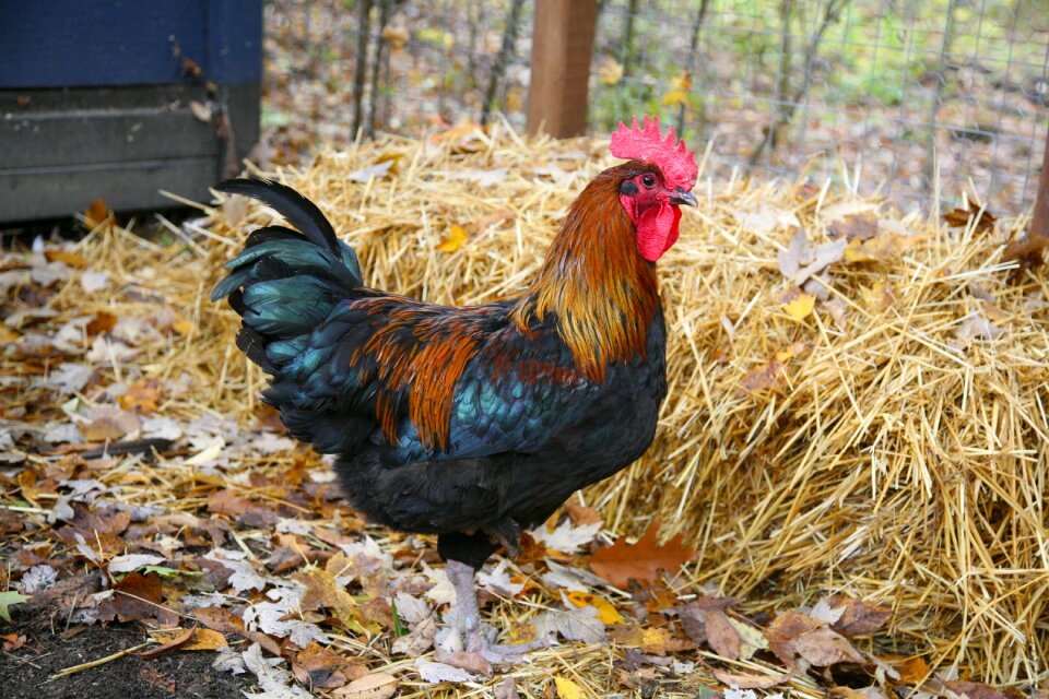 Foul farm brown farm