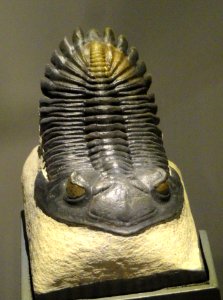 Hollardops mesocristata, Early Devonian, TazoulaOt Formation, Jbel OufatEne & Jbel Issoumour, MaOder Region, Morocco - Houston Museum of Natural Science - DSC01602