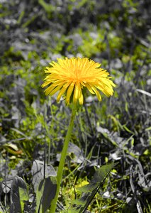 Yellow spring spring flowers