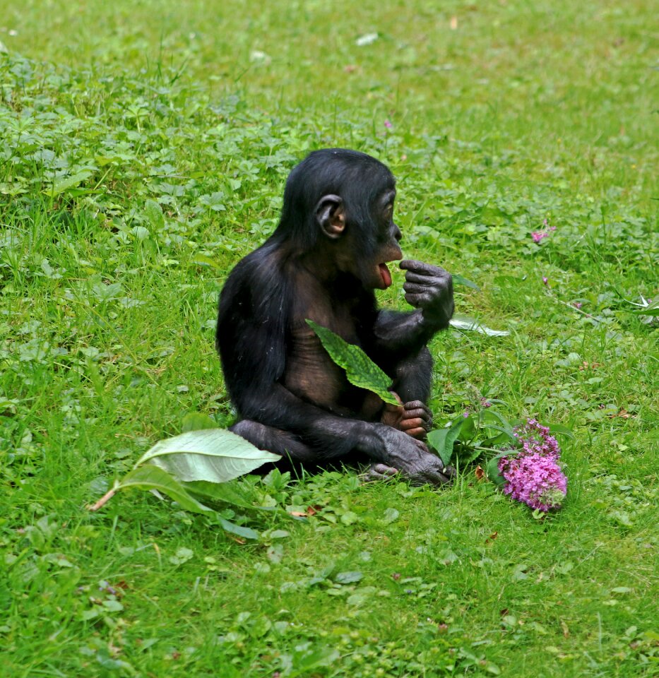 Animal zoo monkey baby