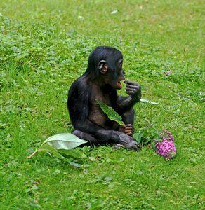 Animal zoo monkey baby photo