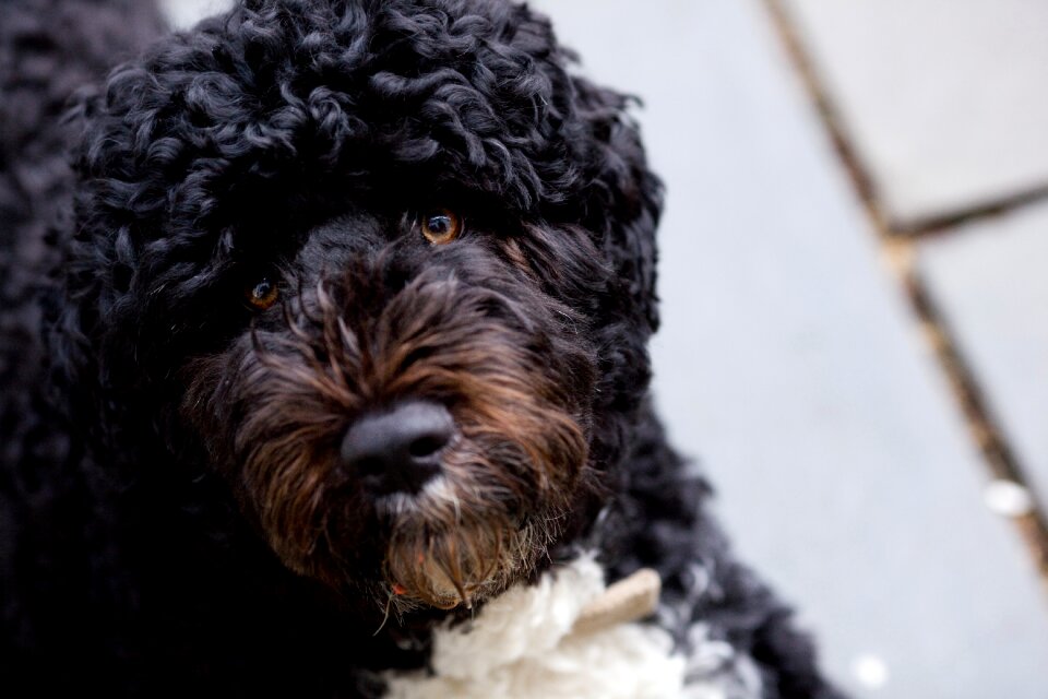 Portuguese water dog white house residence