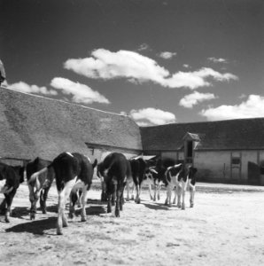 Hollandse boeren gaan in Frankrijk een bedrijf opzetten, Bestanddeelnr 900-5879