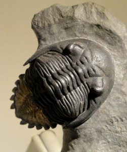 Hollardops mesocristata, Early Devonian, TazoulaOt Formation, Jbl OutfatEne & Jbel Issoumour, MaOder Region, Morocco - Houston Museum of Natural Science - DSC01611