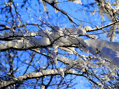 Snowy white branches photo