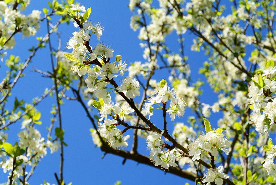 Nature apple tree bloom