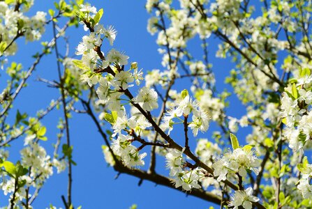 Nature apple tree bloom photo