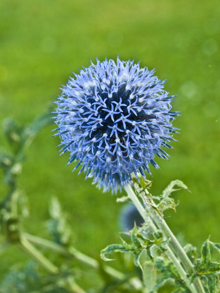 Field meadow arable