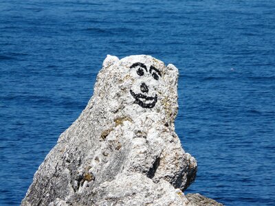 Ireland bear seaside photo