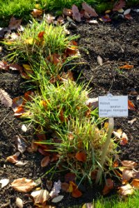Holcus lanatus - Botanischer Garten Braunschweig - Braunschweig, Germany - DSC04386