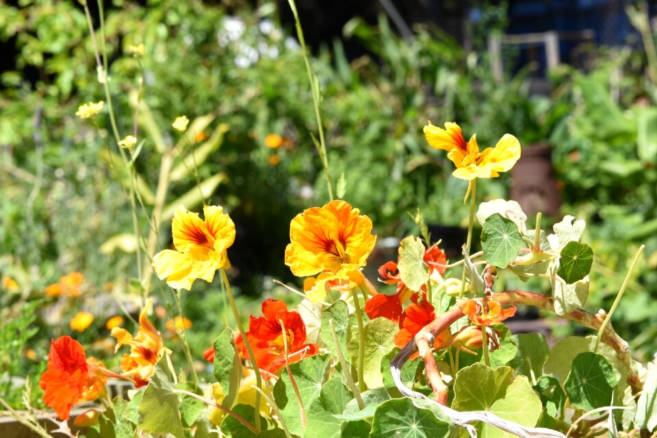 Plant spring bloom