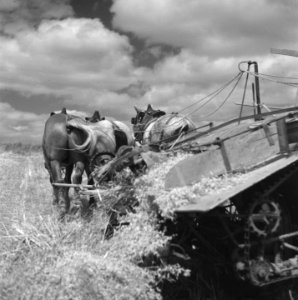 Hollandse boeren gaan in Frankrijk een bedrijf opzetten, Bestanddeelnr 900-5876