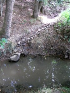 Holzbach Mündung Zufluss von Fischteichen Rittersbach R0017449