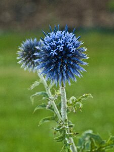 Field meadow arable