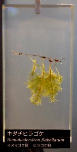 Homaliodendron flabellatum - National Museum of Nature and Science, Tokyo - DSC06828