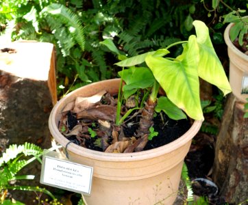 Homalomena occulta - Saigon Zoo and Botanical Gardens - Ho Chi Minh City, Vietnam - DSC01251