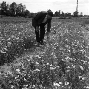 Hollandse kweker in Franrkijk, Bestanddeelnr 900-5904