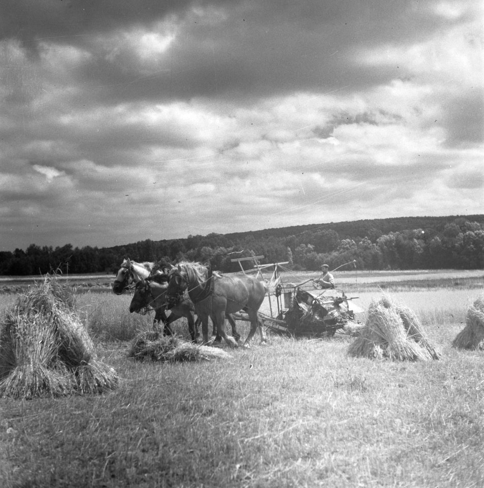 Hollandse boeren gaan in Frankrijk een bedrijf opzetten, Bestanddeelnr 900-5872